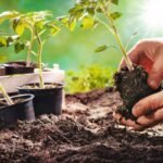 Gardening Tips