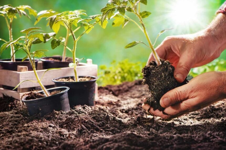 Gardening Tips