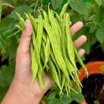Guar Beans
