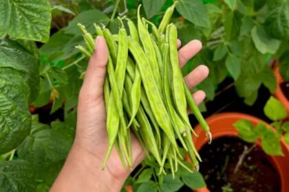 Guar Beans