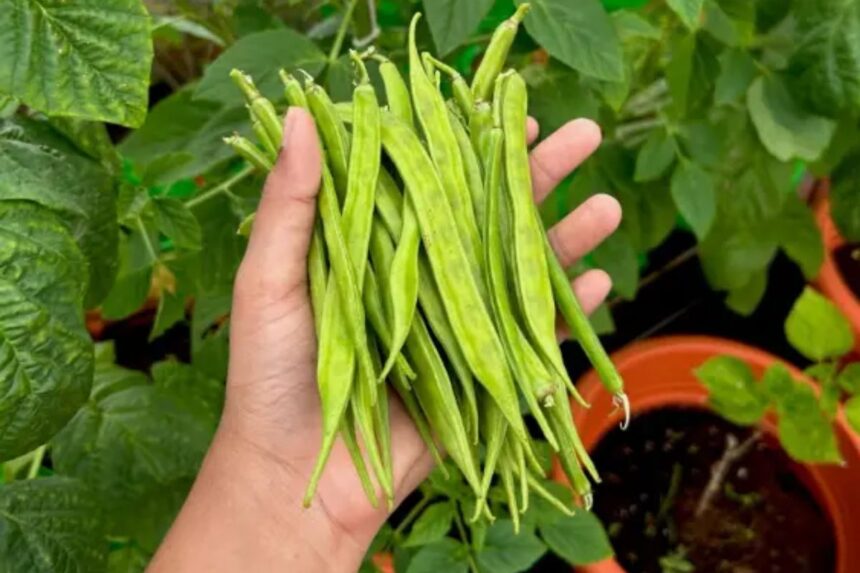 Guar Beans