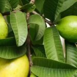 Guava Leaves Benefits