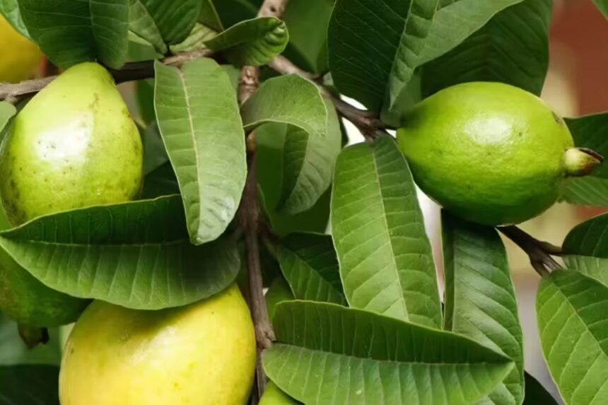Guava Leaves Benefits