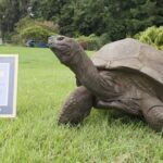 Jonathan Tortoise Oldest Living Animal