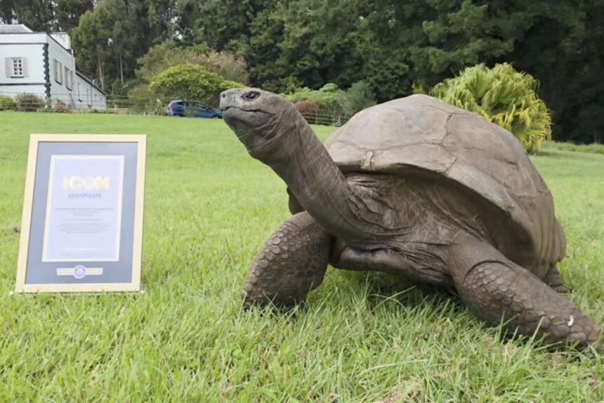 Jonathan Tortoise Oldest Living Animal