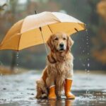 Monsoon Pet Care