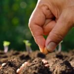 Fake Seeds Testing
