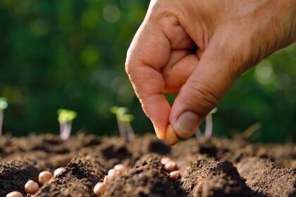 Fake Seeds Testing