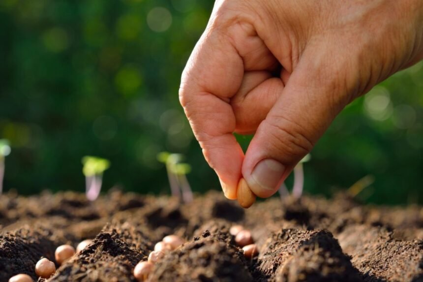 Fake Seeds Testing