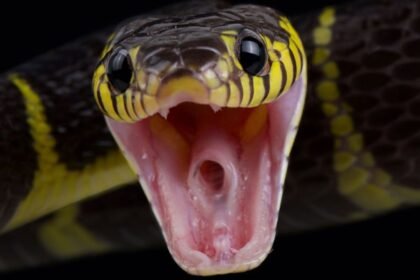 World Snake Day 2026