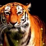 world tiger day 2026