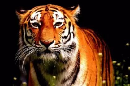 world tiger day 2026